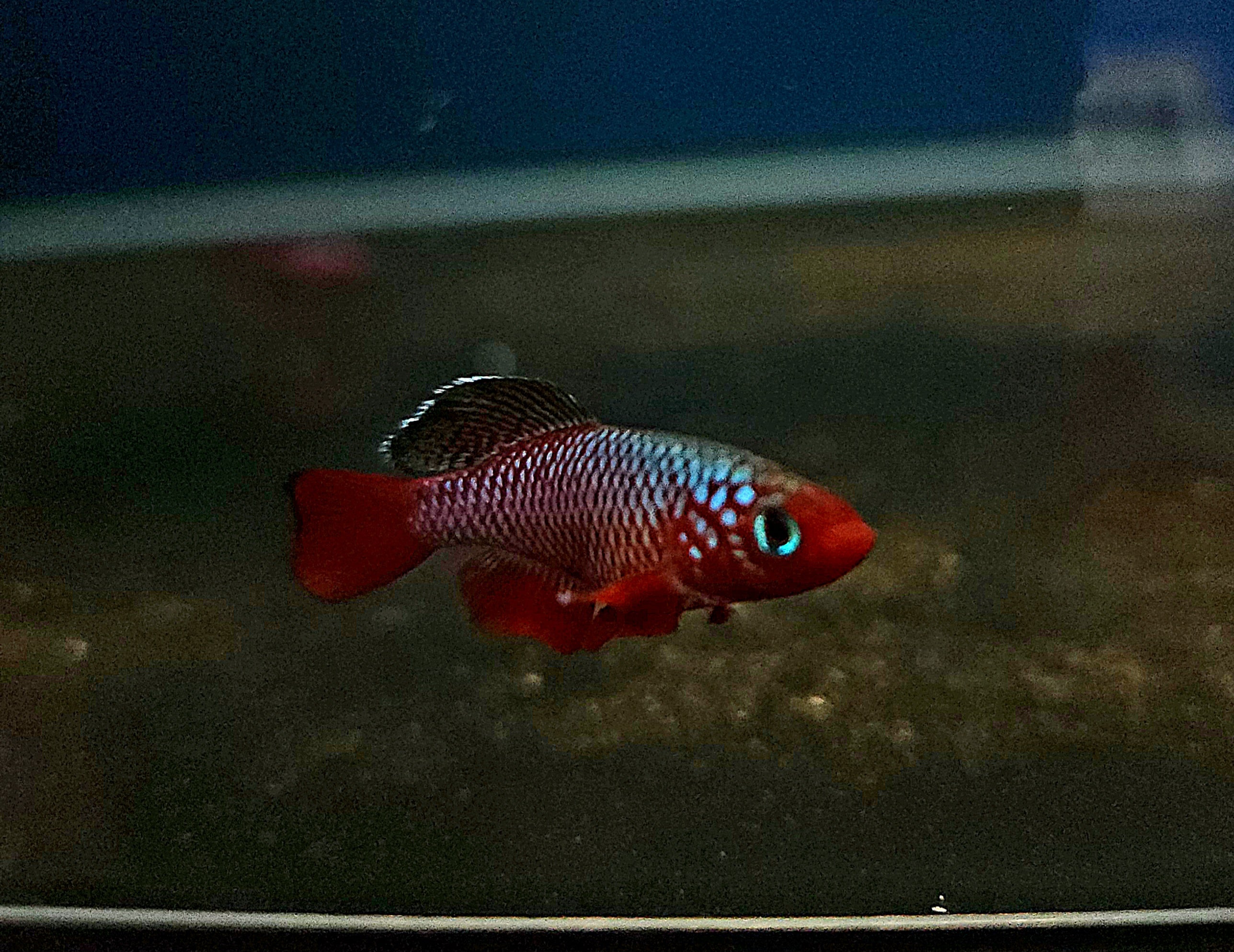 Redfin Notho 'Mbezi' (Nothobranchius rubripinnis) Pair