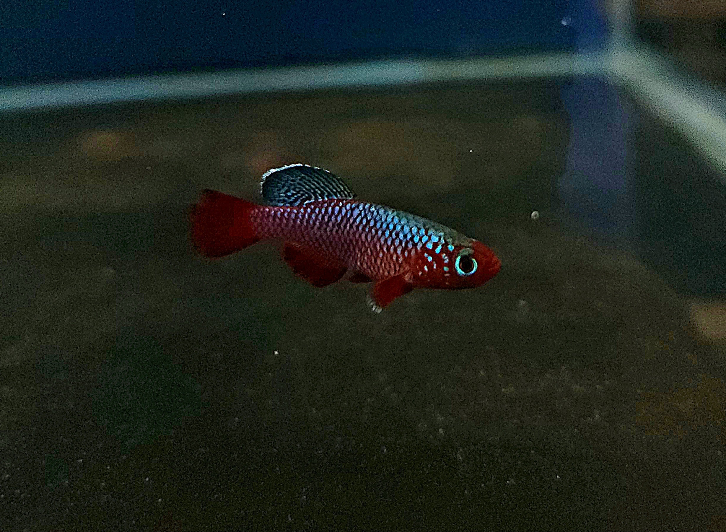 Redfin Notho 'Mbezi' (Nothobranchius rubripinnis) Pair