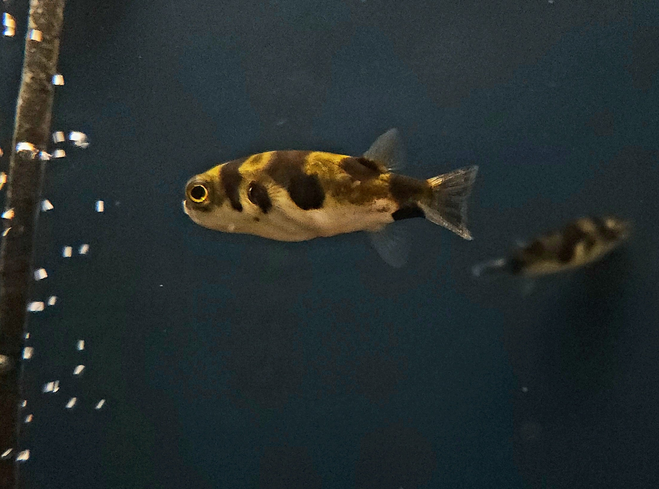 Amazon Puffer (Colomesus asellus)