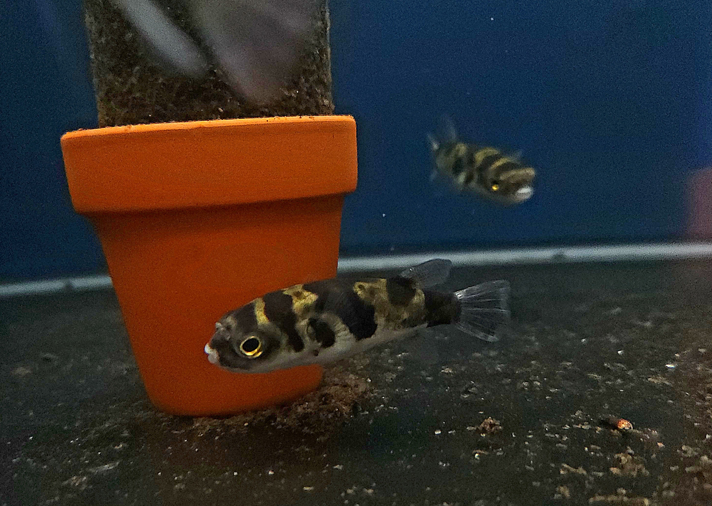 Amazon Puffer (Colomesus asellus)