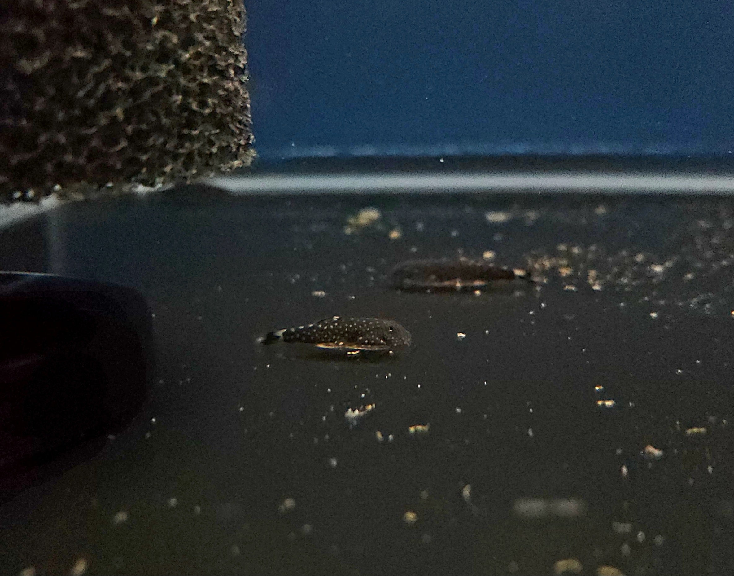 Spiny Head Hillstream Loach (Gastromyzon ctenocephalus)