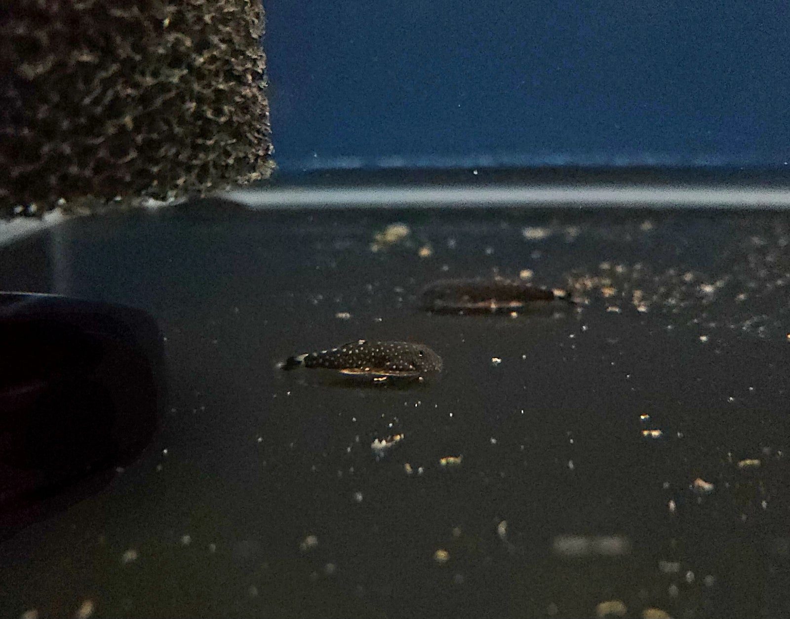 Spiny Head Hillstream Loach (Gastromyzon ctenocephalus)