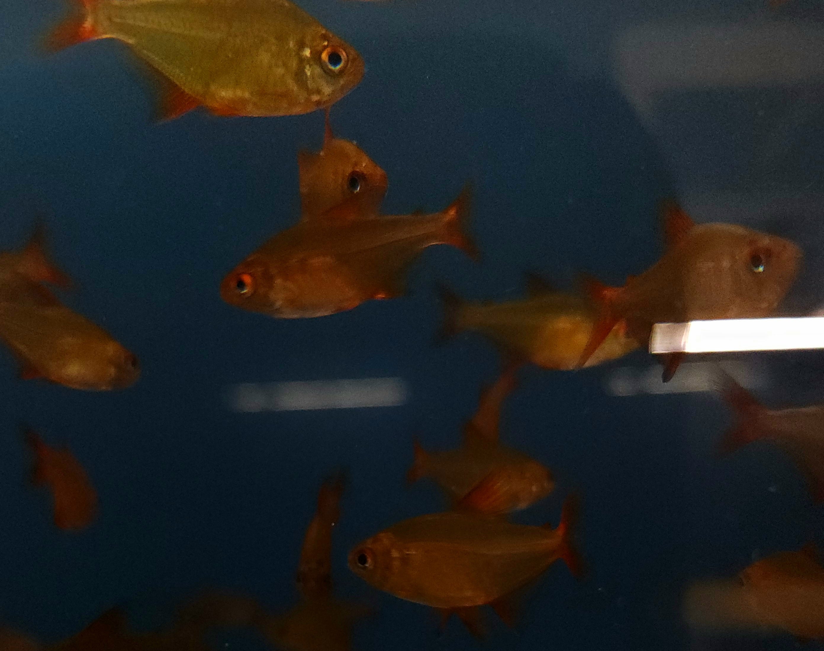 Red Cherry Tetra 'Muzel' (Hyphessobrycon sp. Muzel)