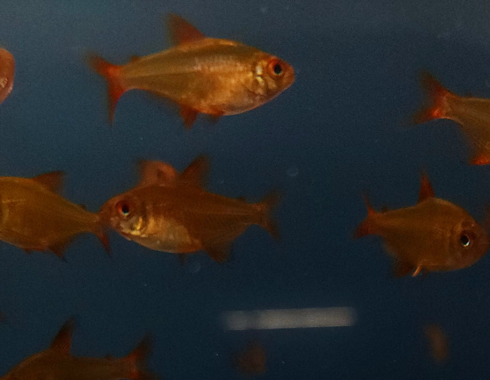 Red Cherry Tetra 'Muzel' (Hyphessobrycon sp. Muzel)