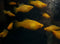 Banana Platy (Xiphophorus variatus) Pair