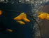 Banana Platy (Xiphophorus variatus) Pair