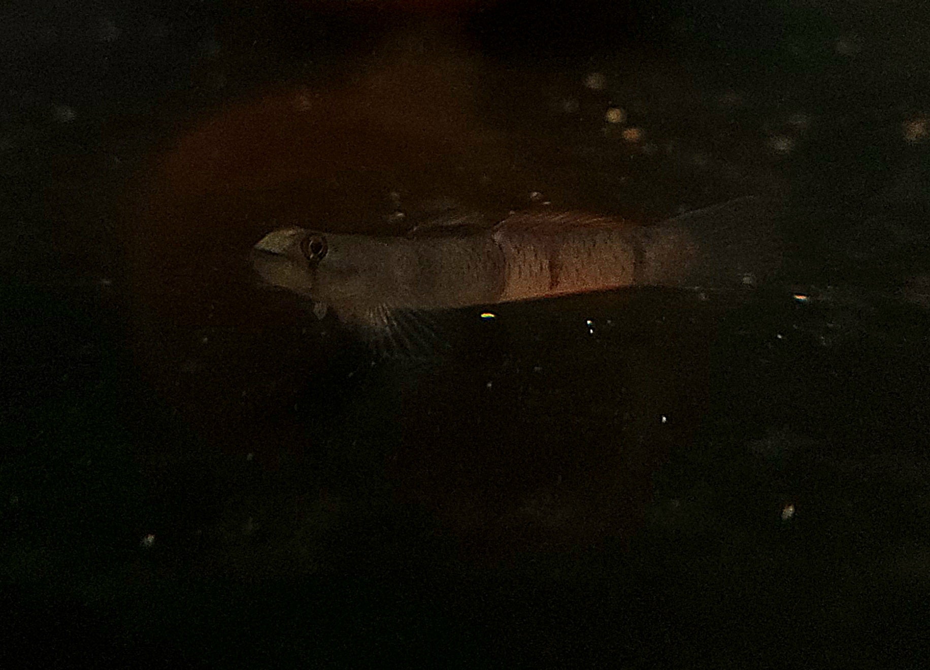 Flaming Arrow Goby (Sicyopus zosterophorus)