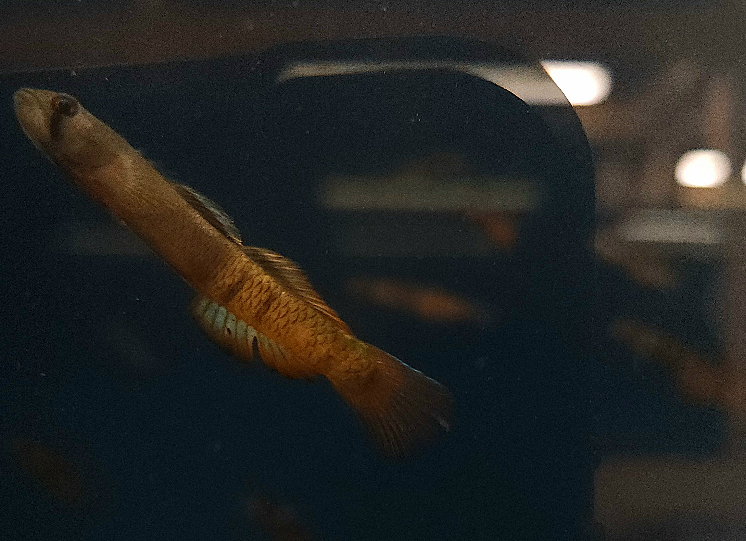 Flaming Arrow Goby (Sicyopus zosterophorus)