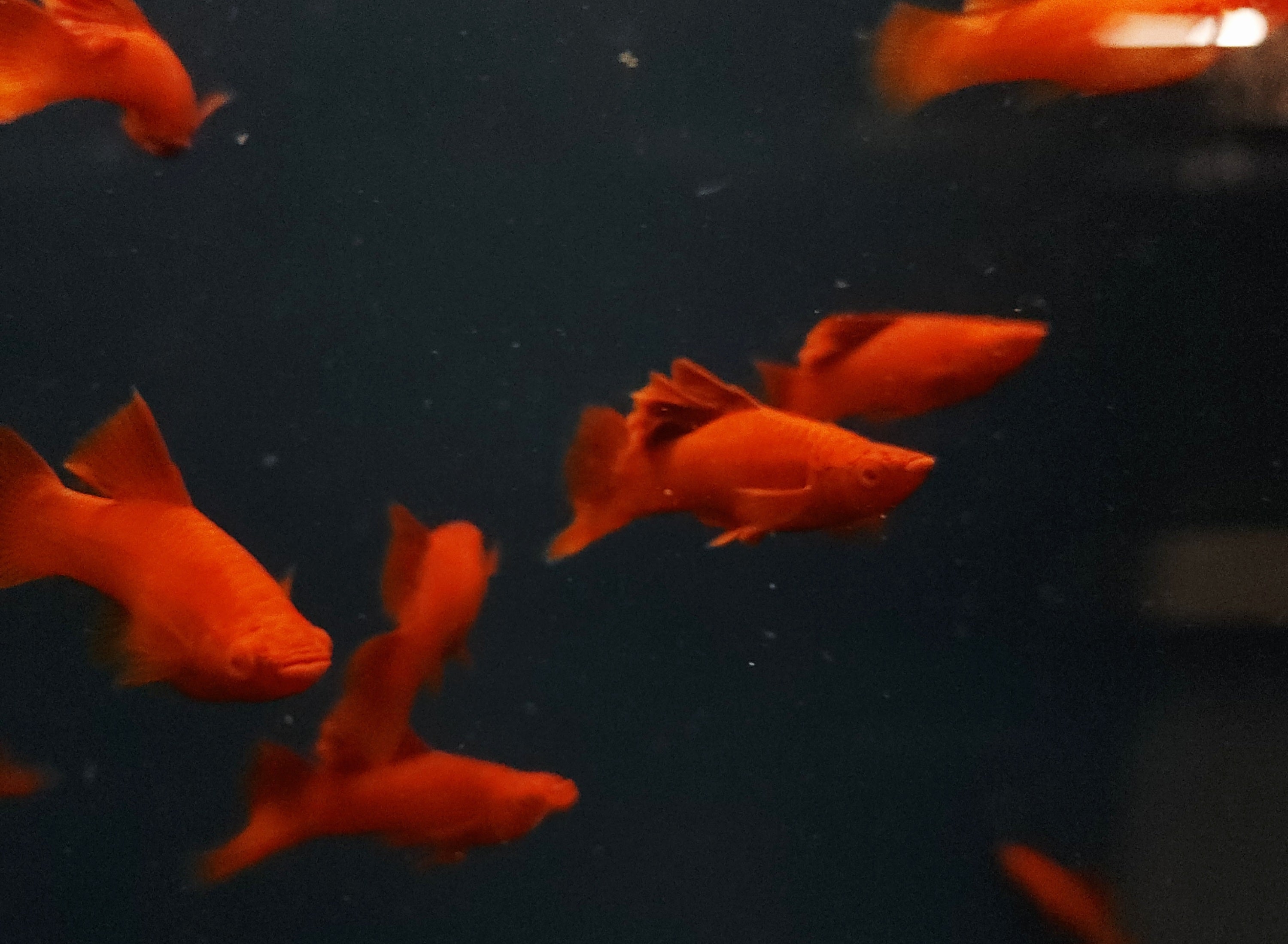 Red Eye Red Cauliflower Swordtail (Xiphophorus hellerii) Pair