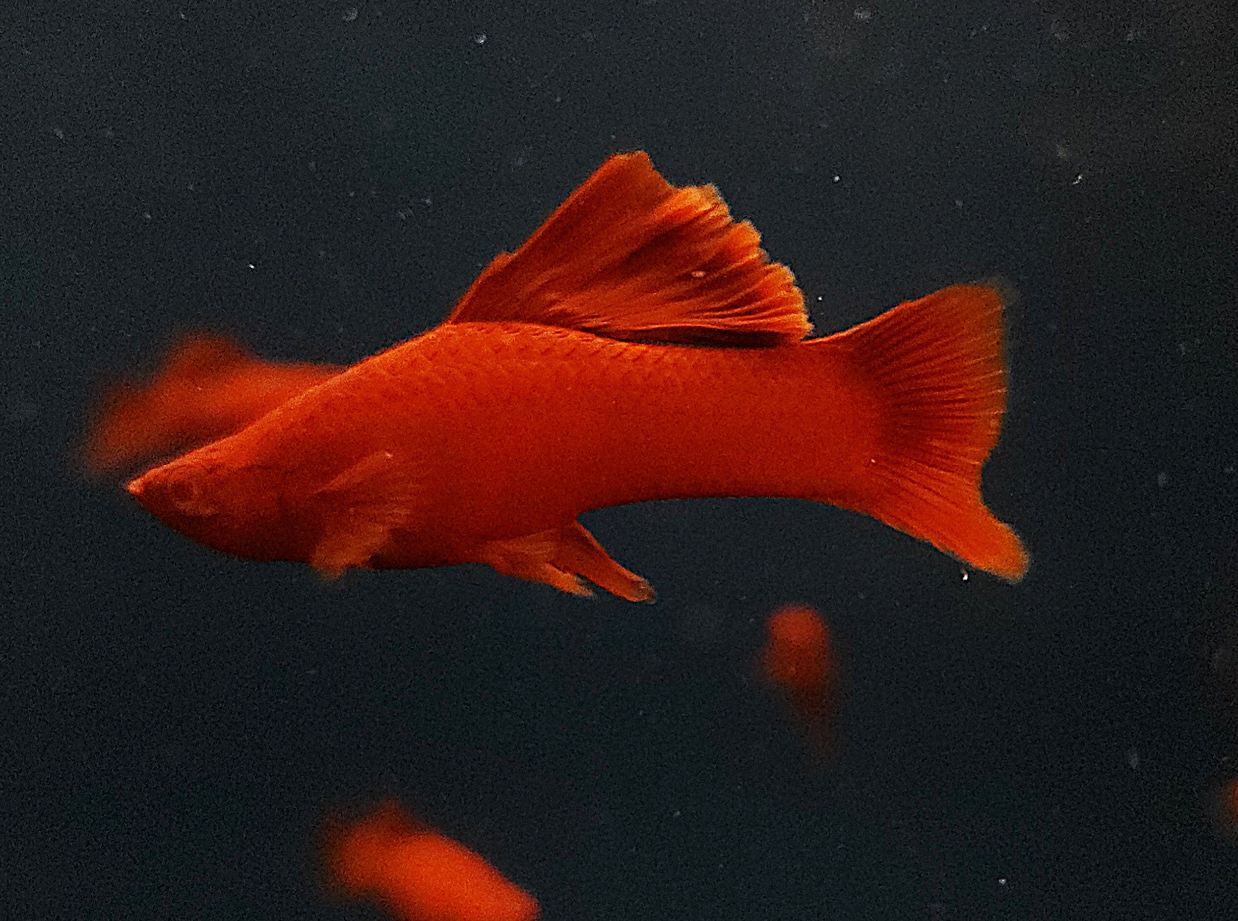 Red Eye Red Cauliflower Swordtail (Xiphophorus hellerii) Pair