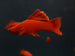 Red Eye Red Cauliflower Swordtail (Xiphophorus hellerii) Pair