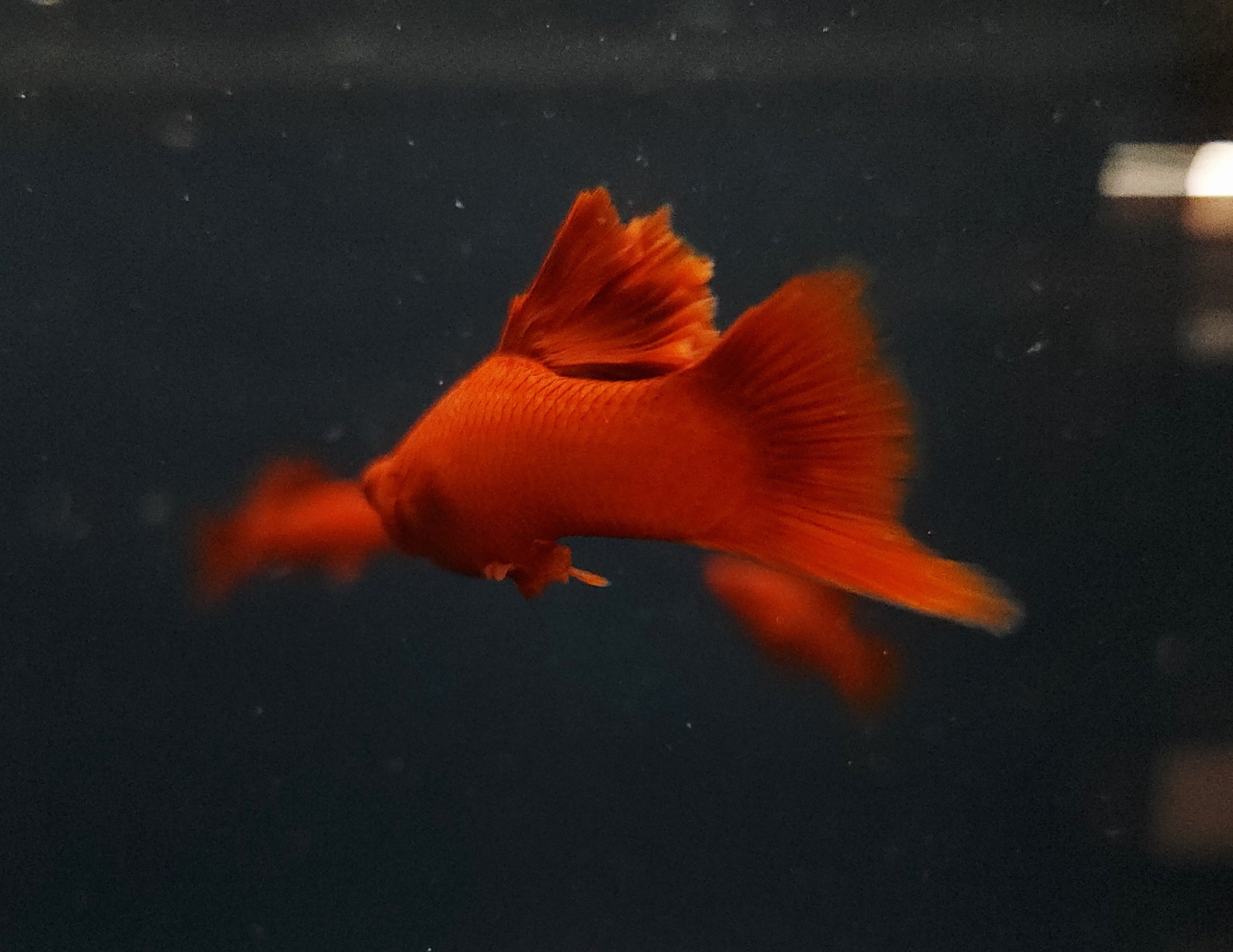 Red Eye Red Cauliflower Swordtail (Xiphophorus hellerii) Pair