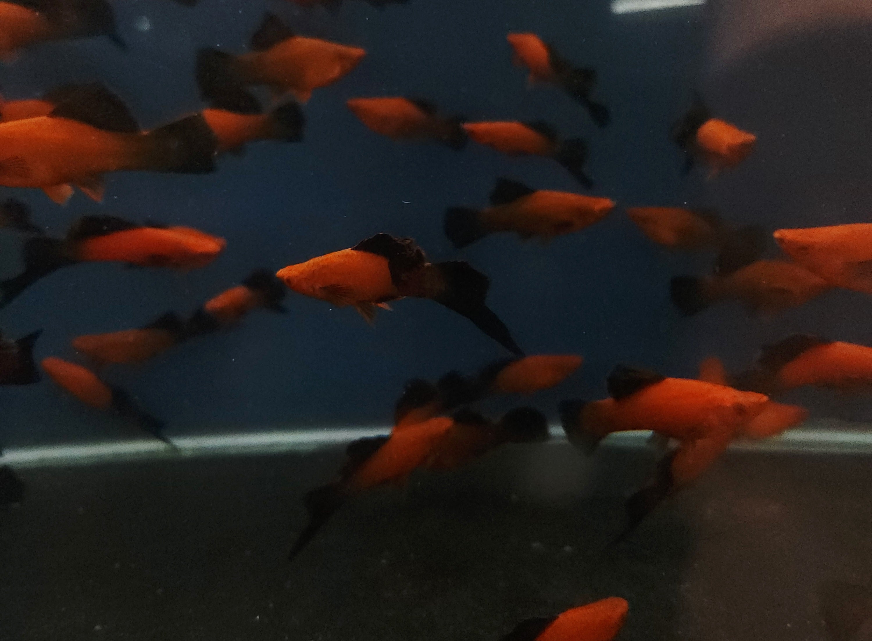 Red Wag Cauliflower Sabertail (Xiphophorus hellerii) Pair