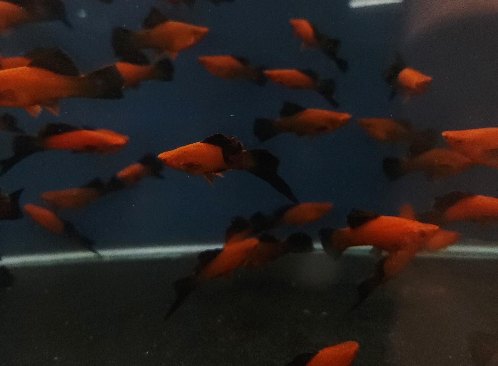 Red Wag Cauliflower Sabertail (Xiphophorus hellerii) Pair