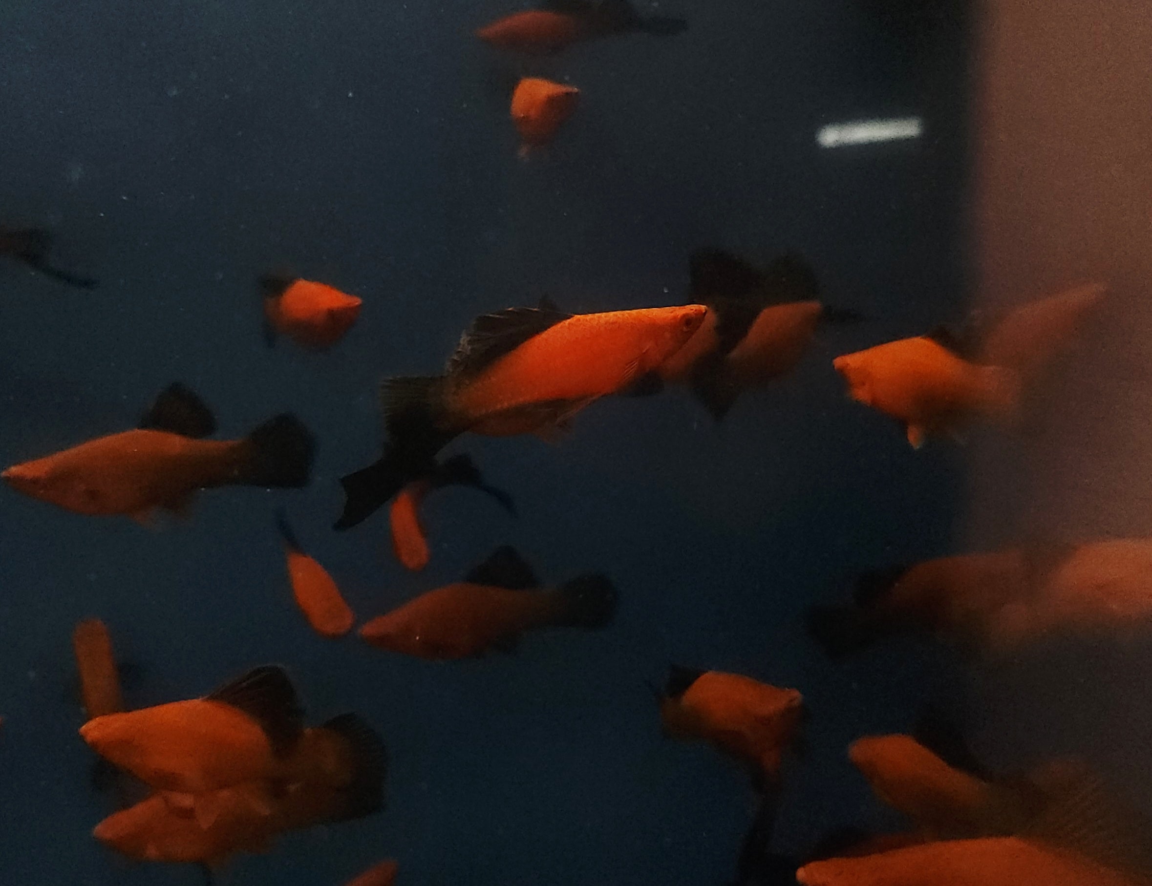 Red Wag Cauliflower Sabertail (Xiphophorus hellerii) Pair