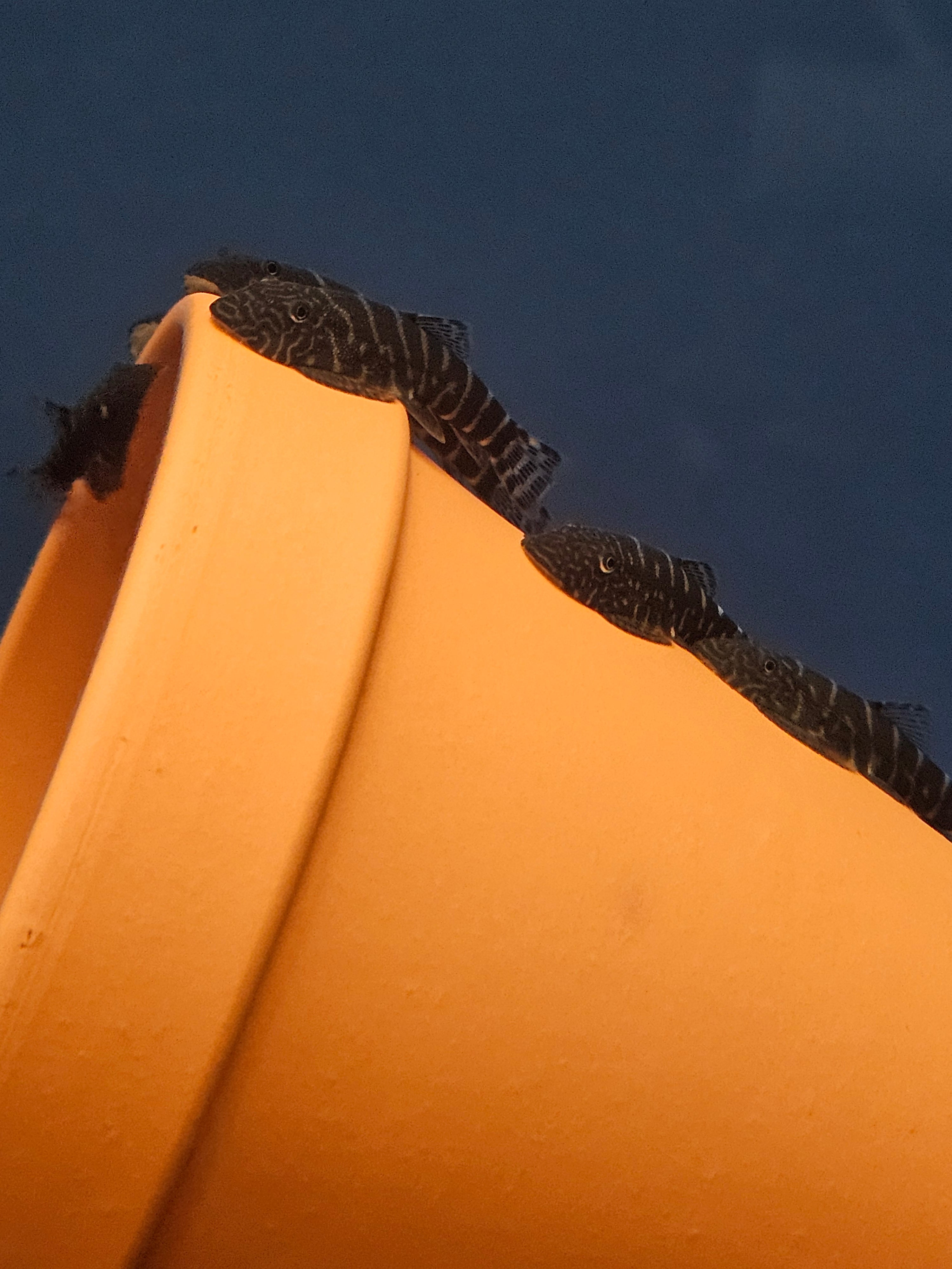 Golden Stripe Hillstream Loach (Gastromyzon cf. praestans)