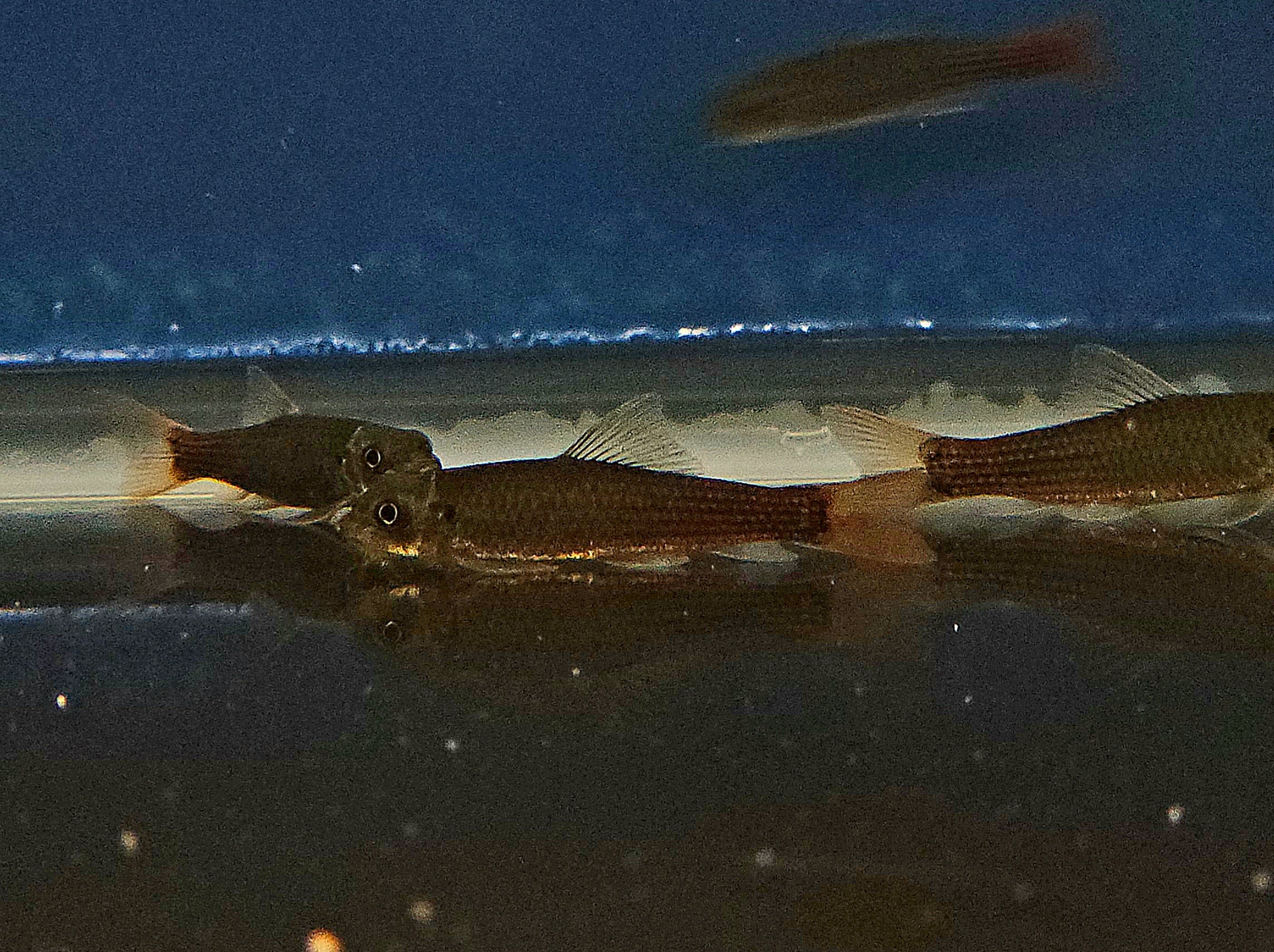 Redtail Garra (Garra pantivogni)