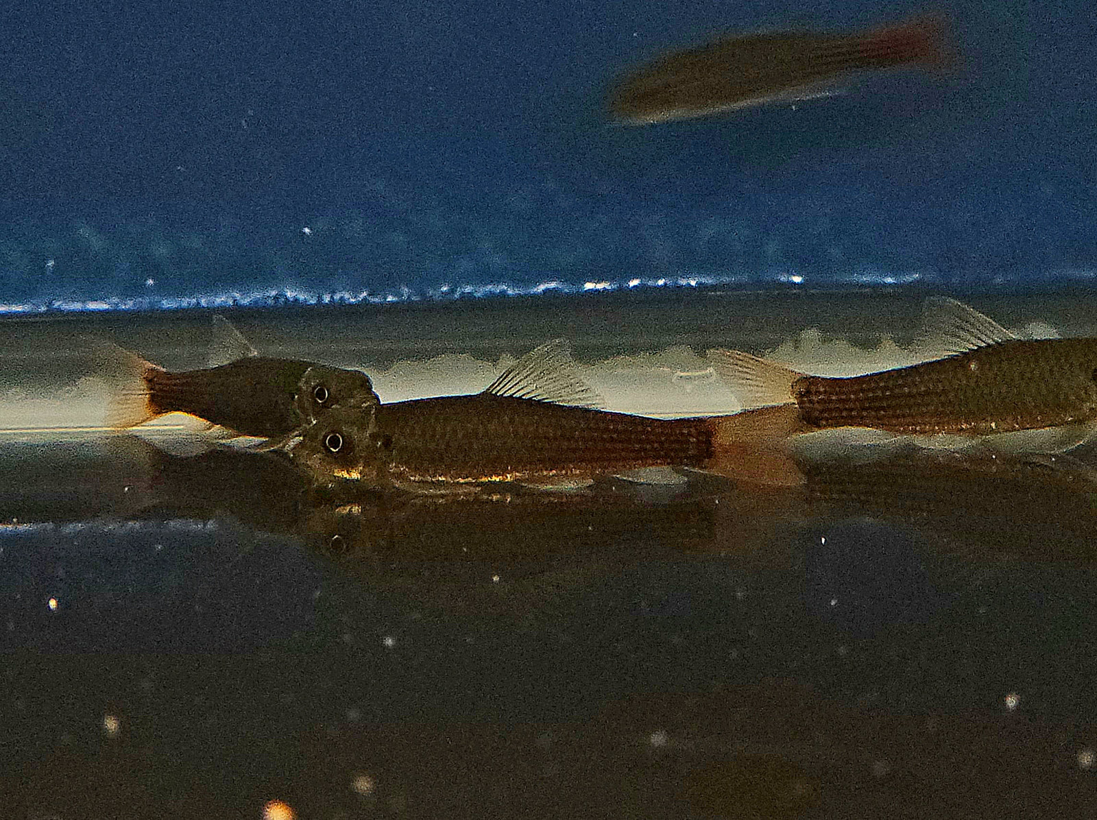 Redtail Garra (Garra pantivogni)