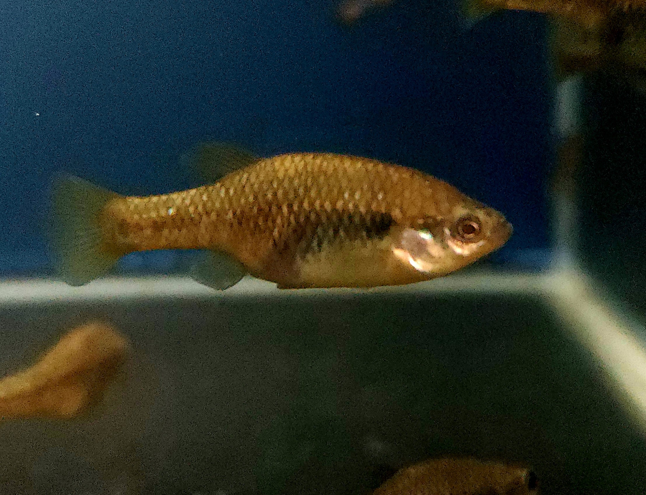 San Marcos Redtail Goodeid (Xenotoca doadrio) Pair