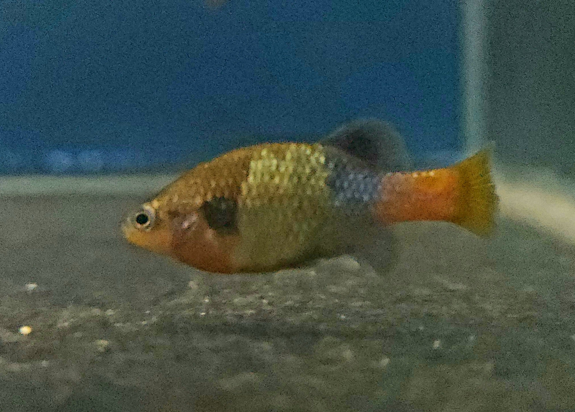 San Marcos Redtail Goodeid (Xenotoca doadrio) Pair