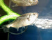 Dusky Narrow Hatchet Fish (Triportheus angulatus)