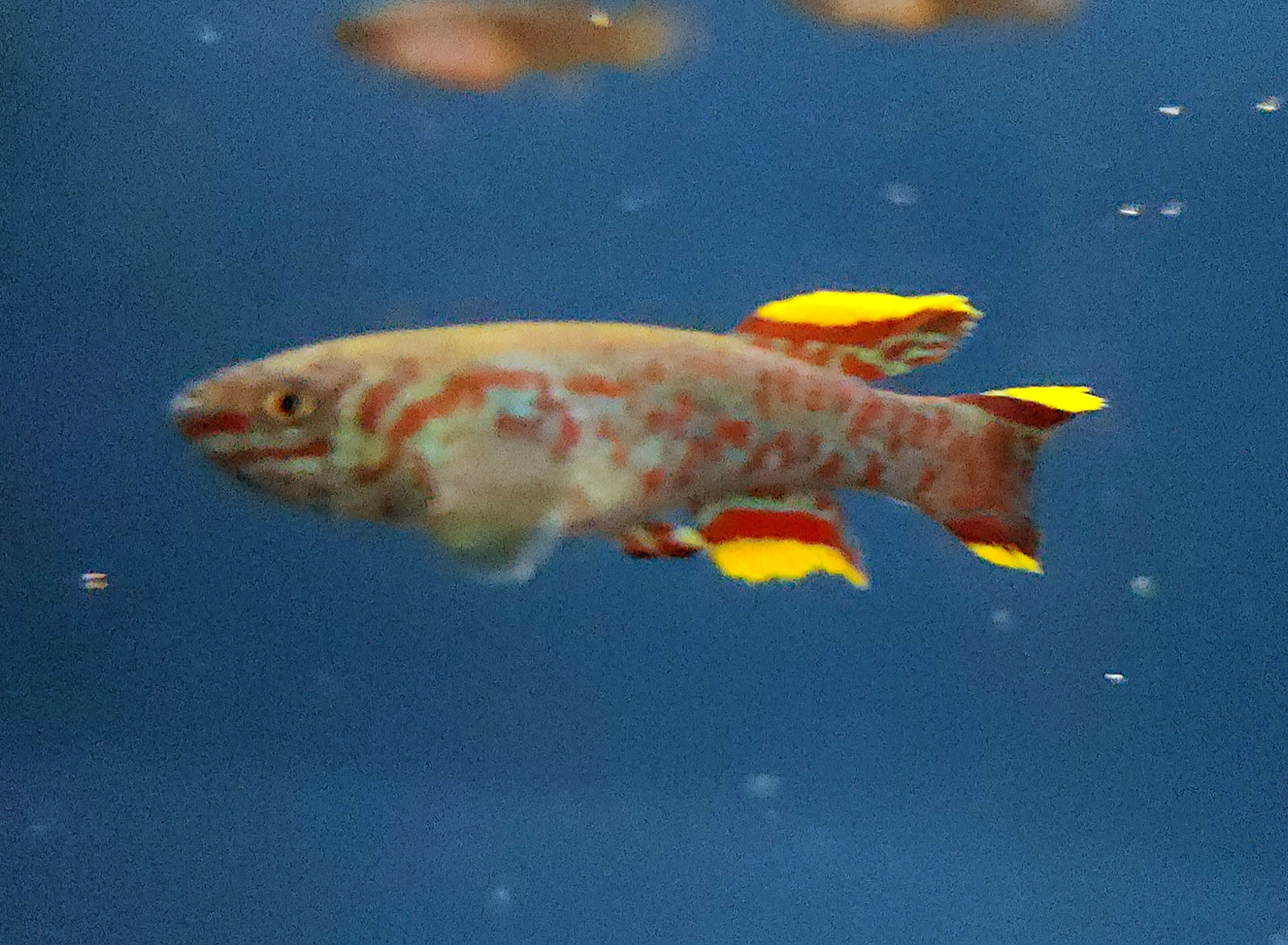 Blue Lyretail Killifish 'Akure' (Fundulopanchax gardneri) Pair