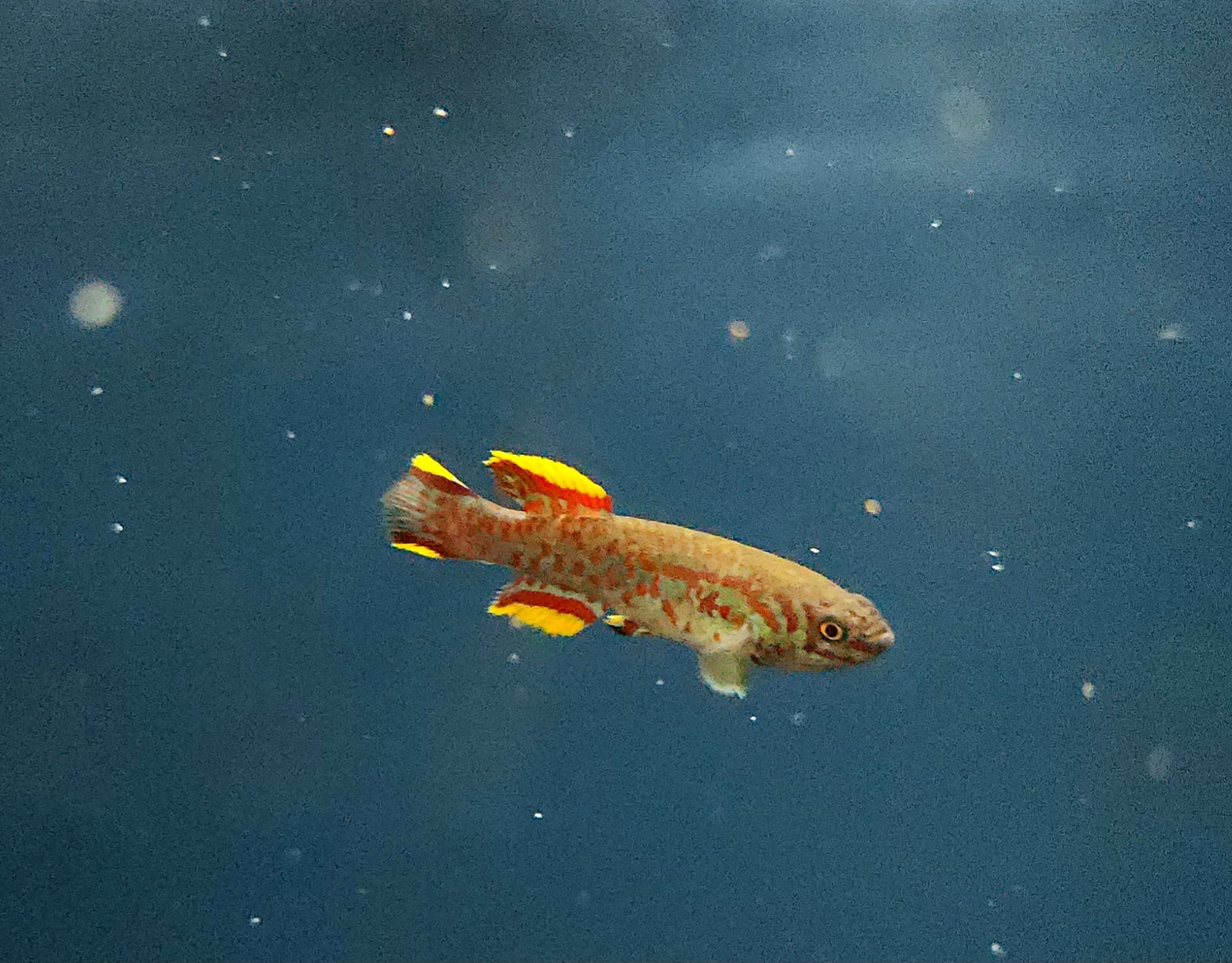 Blue Lyretail Killifish 'Akure' (Fundulopanchax gardneri) Pair
