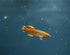 Blue Lyretail Killifish 'Akure' (Fundulopanchax gardneri) Pair