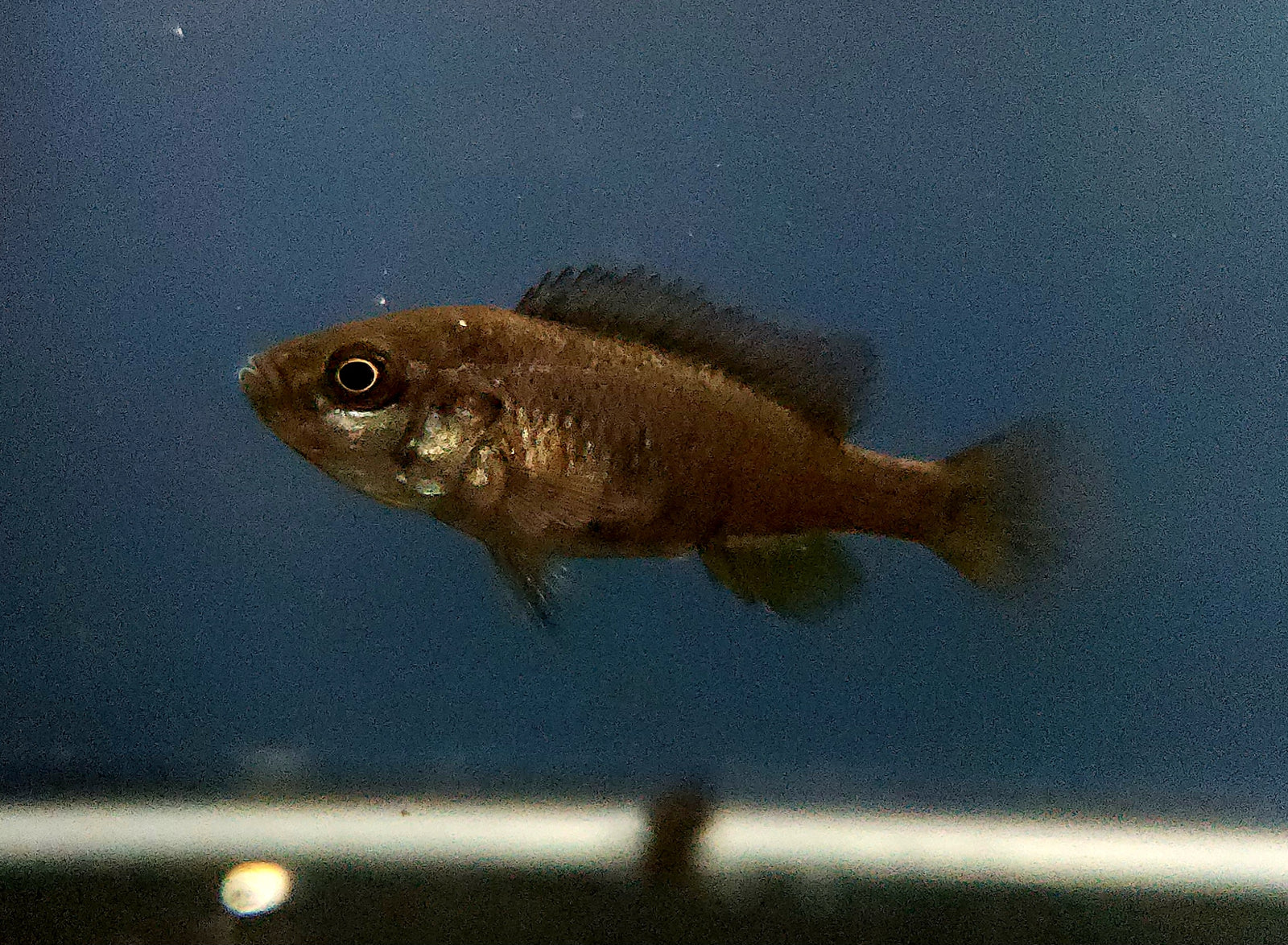 Crimson Tide Flameback Cichlid 'Python Island' (Pundamilia nyererei )