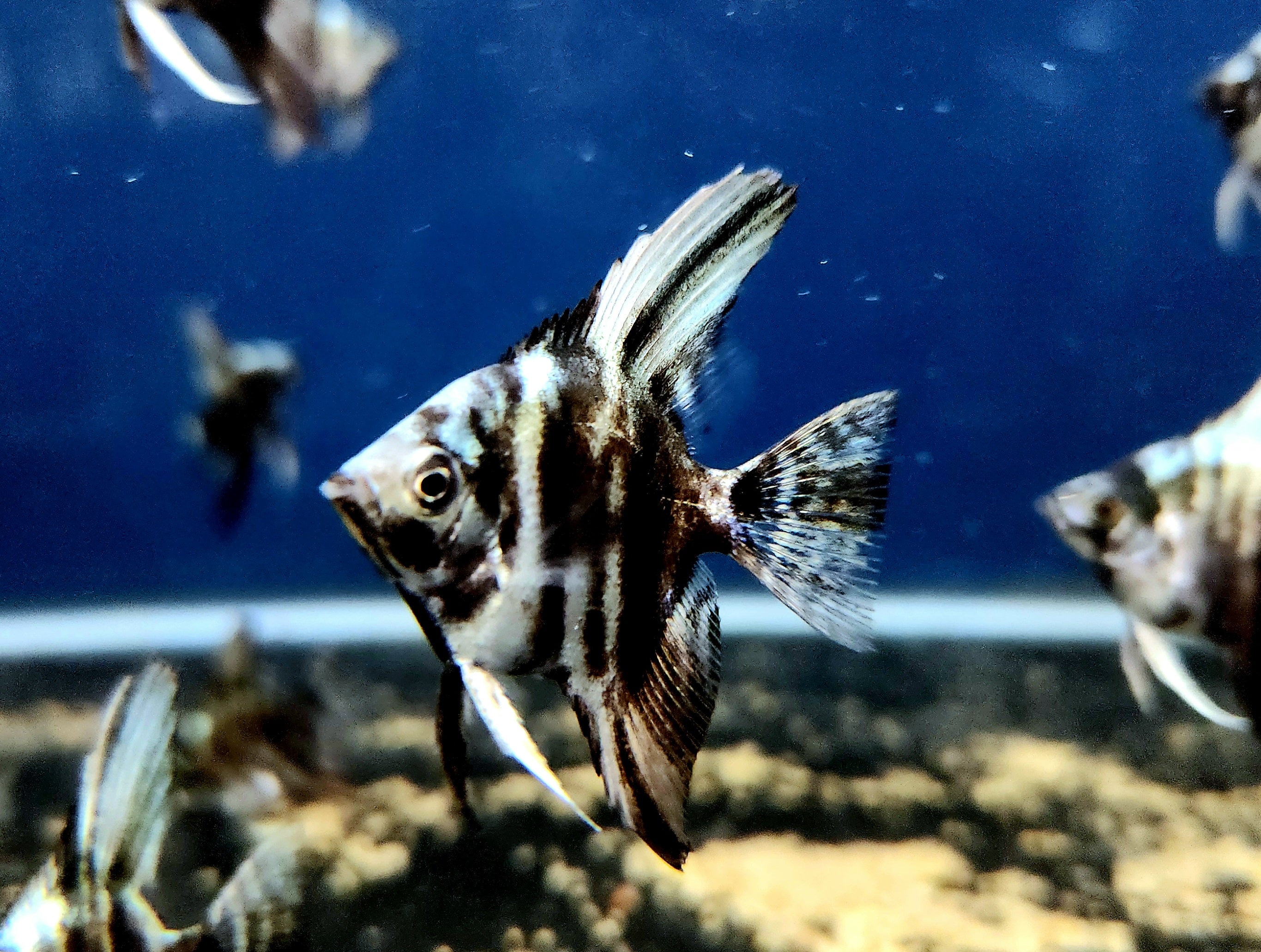 Blue Marble Angelfish (Pterophyllum scalare)