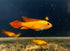 Fire Red Apisto (Apistogramma agassizii) Trio (MFF)