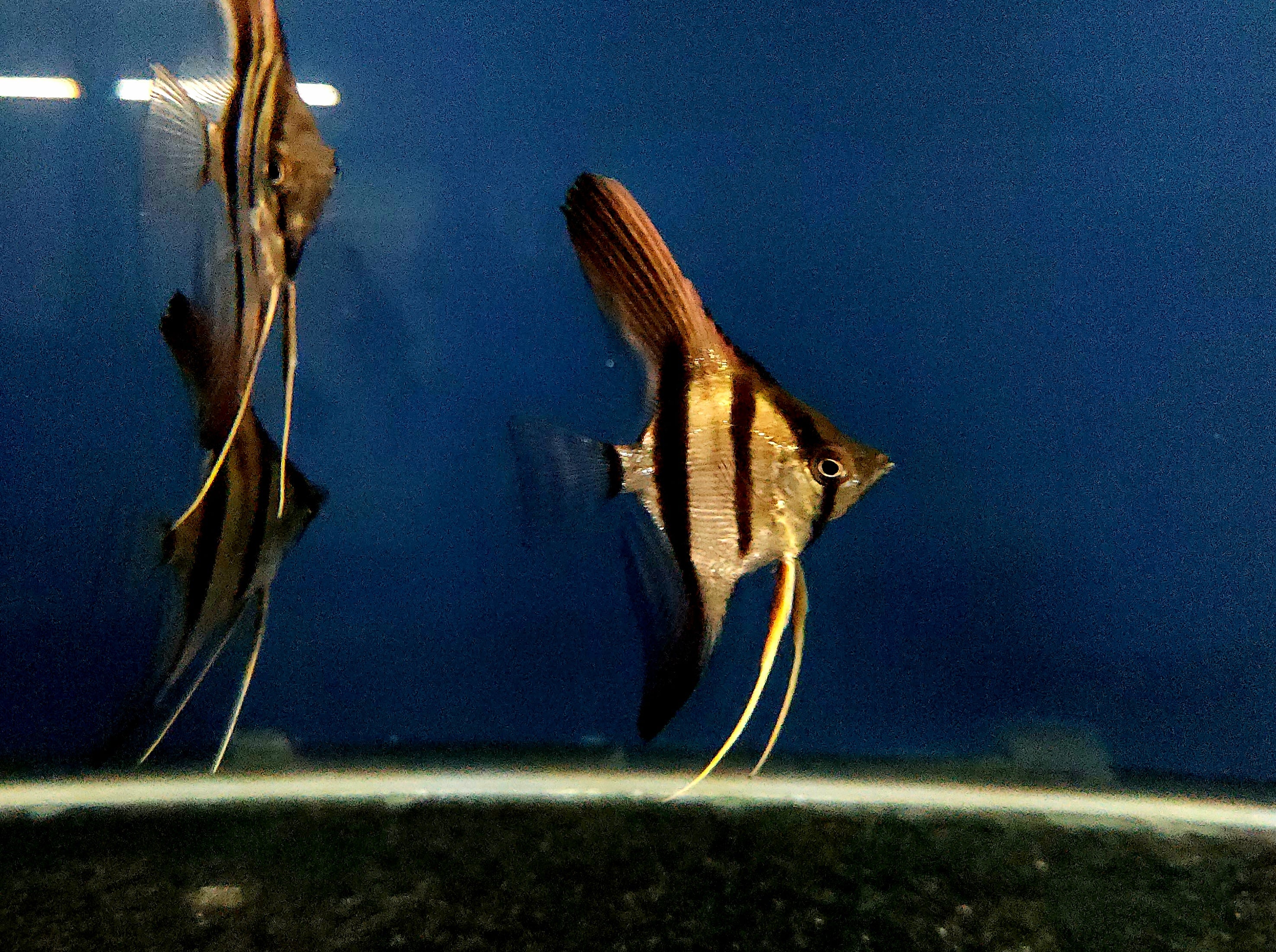 Red Back Angelfish Manacapuru Red-Back Angelfish (Pterophyllum scalare) – Tropical Fish Co.