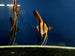 Manacapuru Red-Back Angelfish (Pterophyllum scalare)