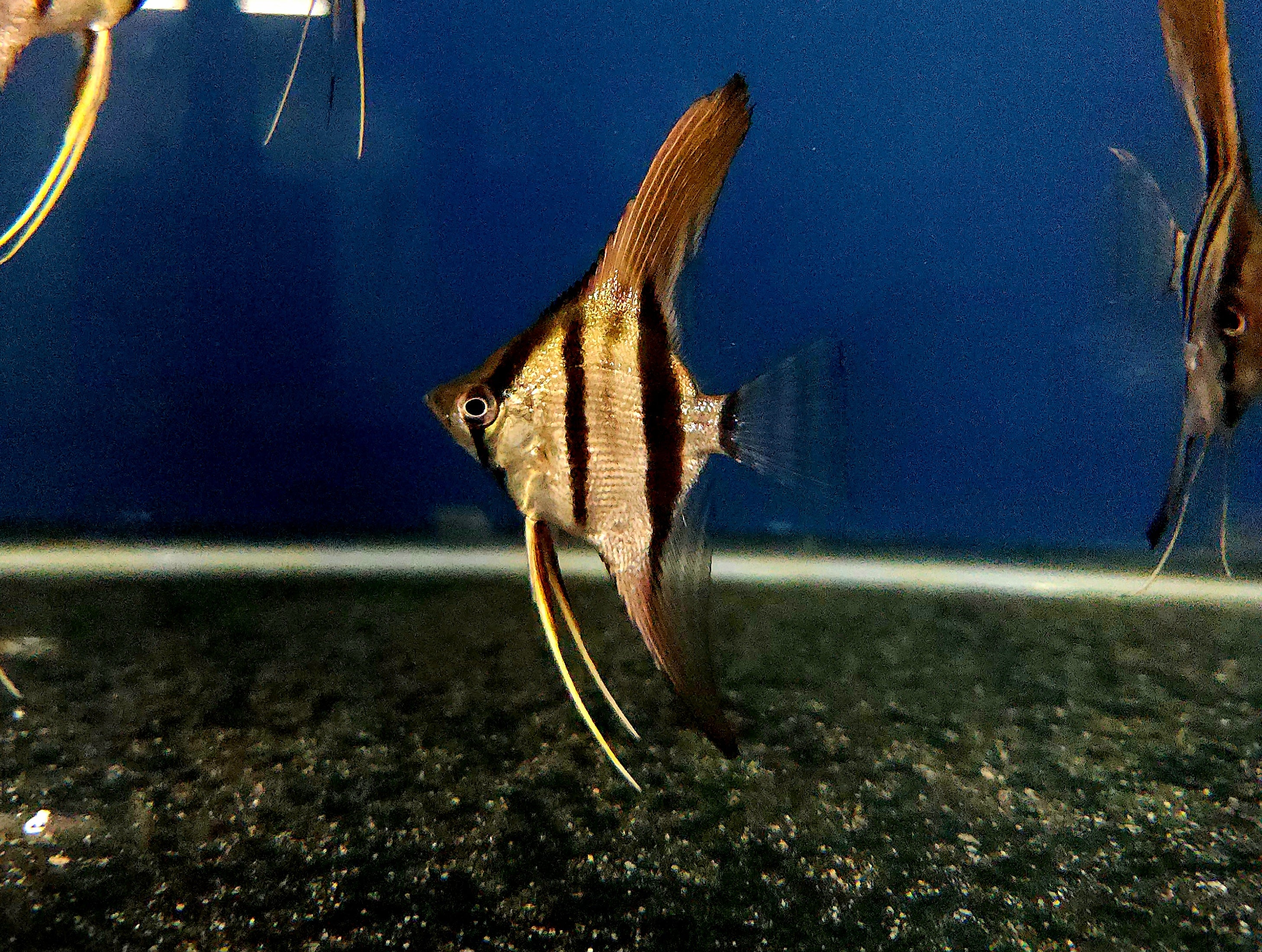Manacapuru Red-Back Angelfish (Pterophyllum scalare)