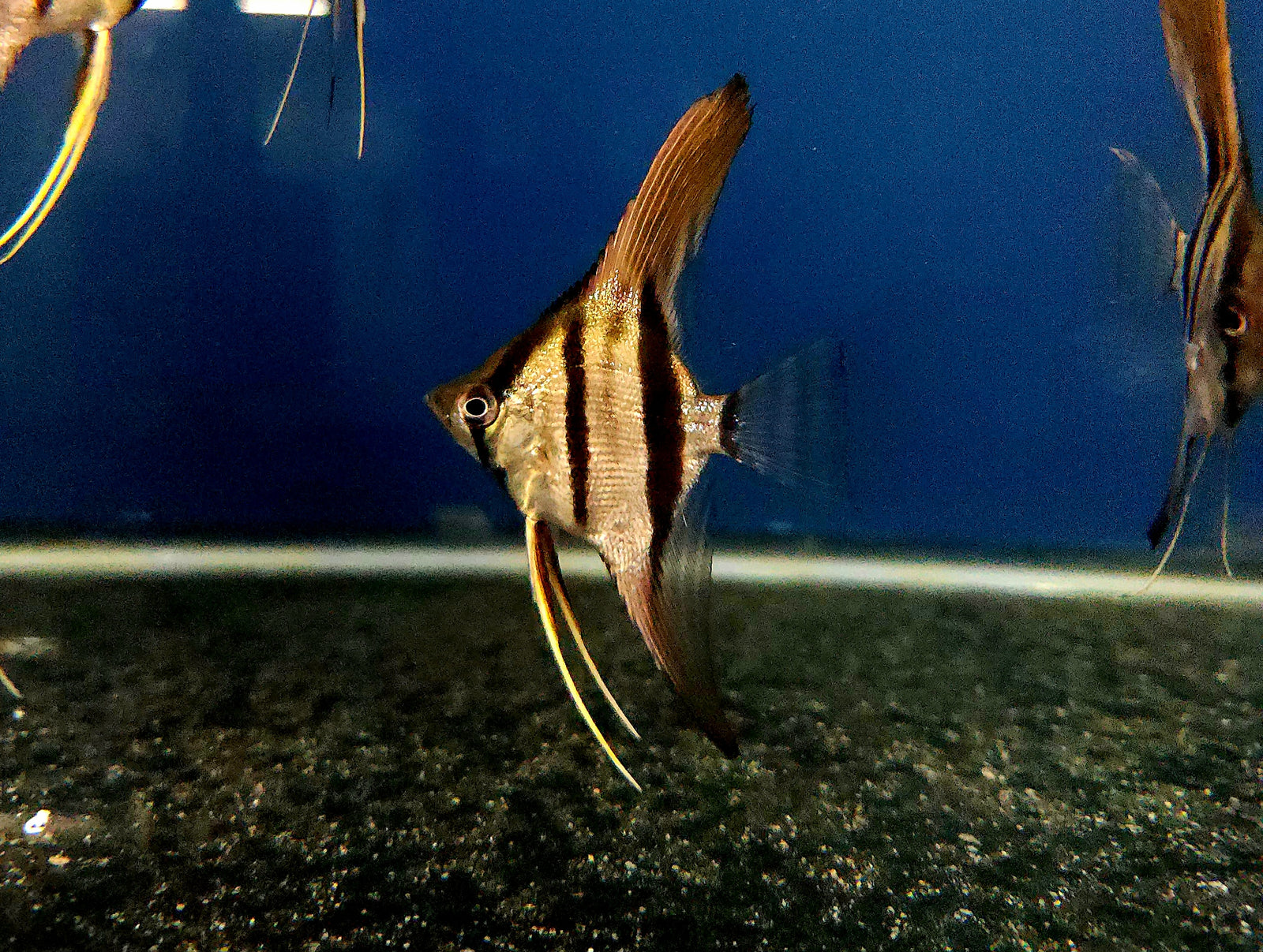 Manacapuru Red-Back Angelfish (Pterophyllum scalare)