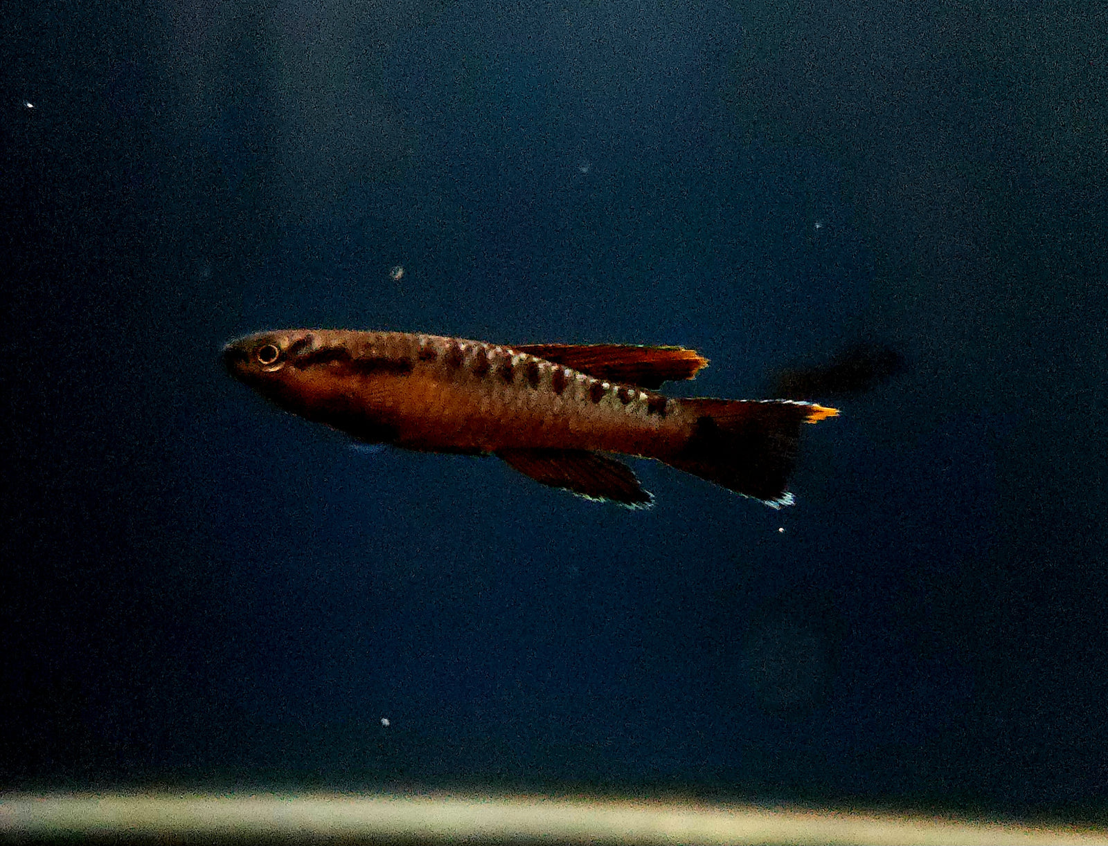 Two Stripe Lyretail Killifish 'Funge' (Aphyosemion bivittatum) Pair