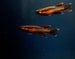 Two Stripe Lyretail Killifish 'Funge' (Aphyosemion bivittatum) Pair