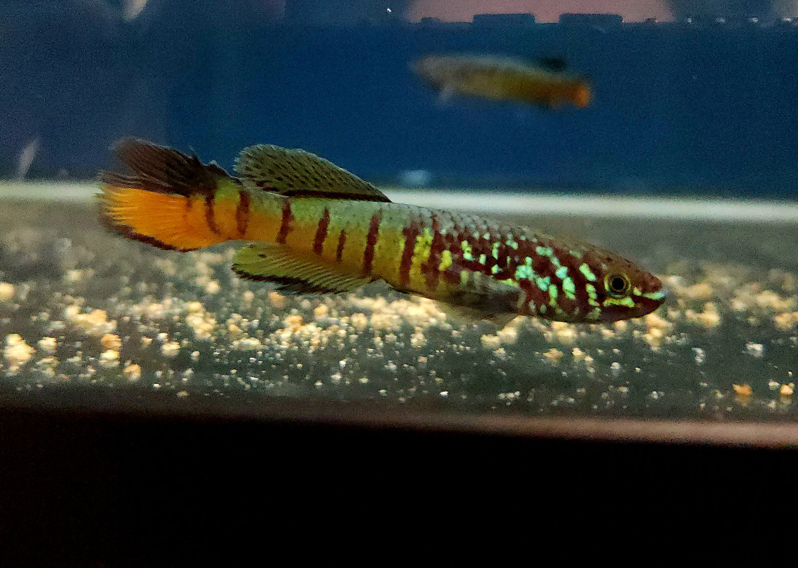 Blue Gularis Killifish 'Warri' (Fundulopanchax sjoestedti) Pair