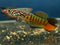 Blue Gularis Killifish 'Warri' (Fundulopanchax sjoestedti) Pair