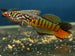 Blue Gularis Killifish 'Warri' (Fundulopanchax sjoestedti) Male