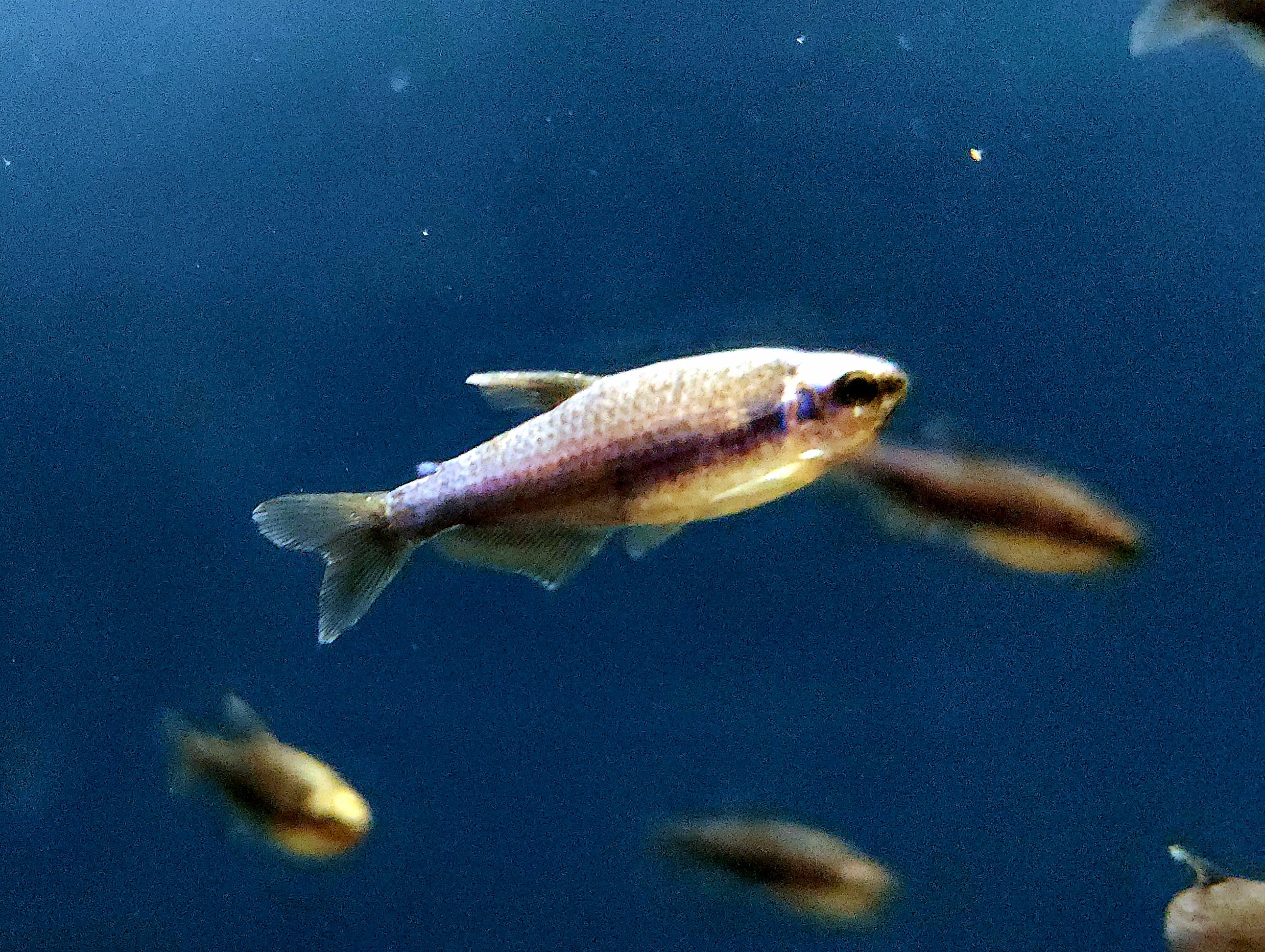 Super Blue Kerri Tetra (Inpaichthys kerri)
