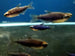 Super Blue Kerri Tetra (Inpaichthys kerri)