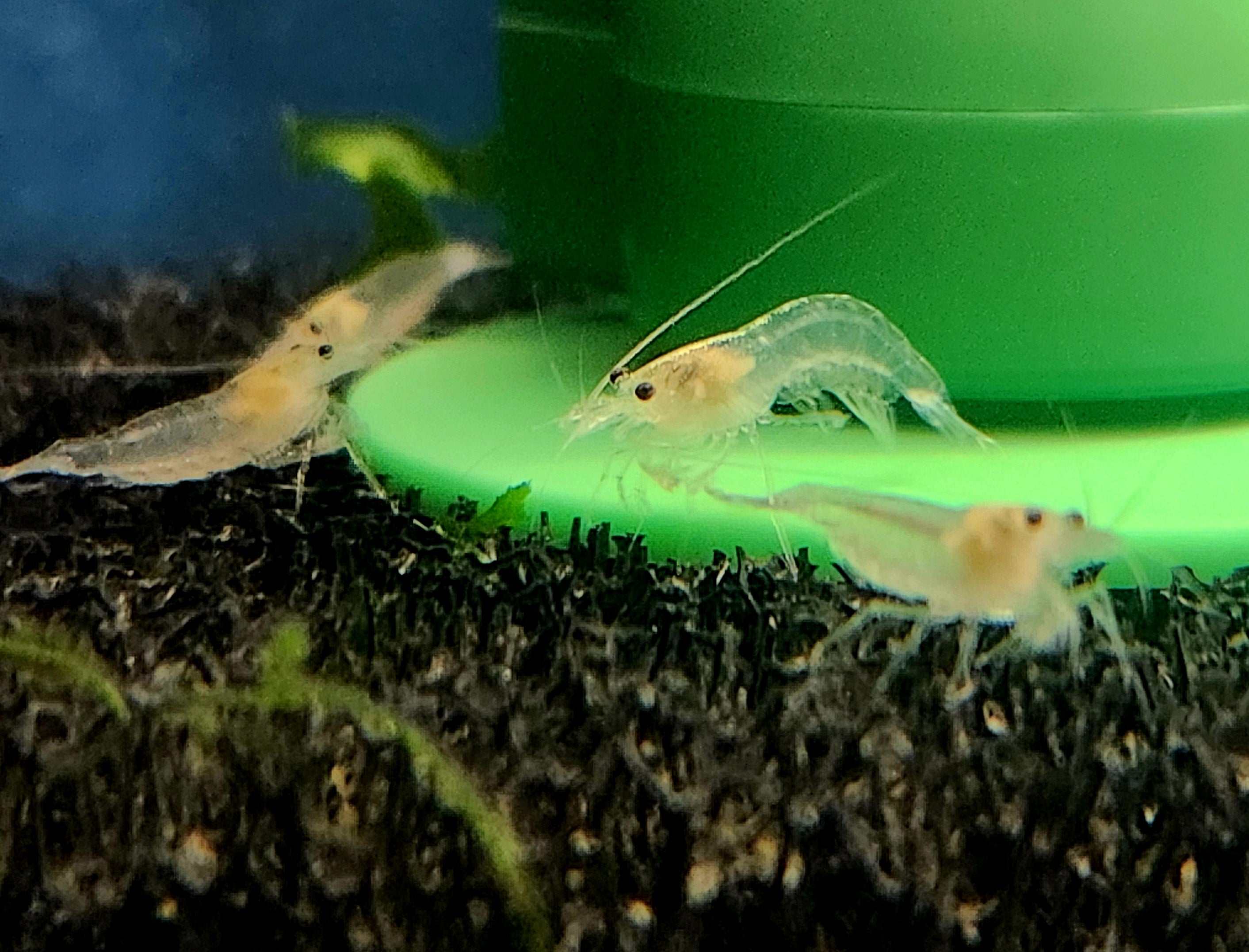 Snow White Amano Shrimp (Caridina multidentata)