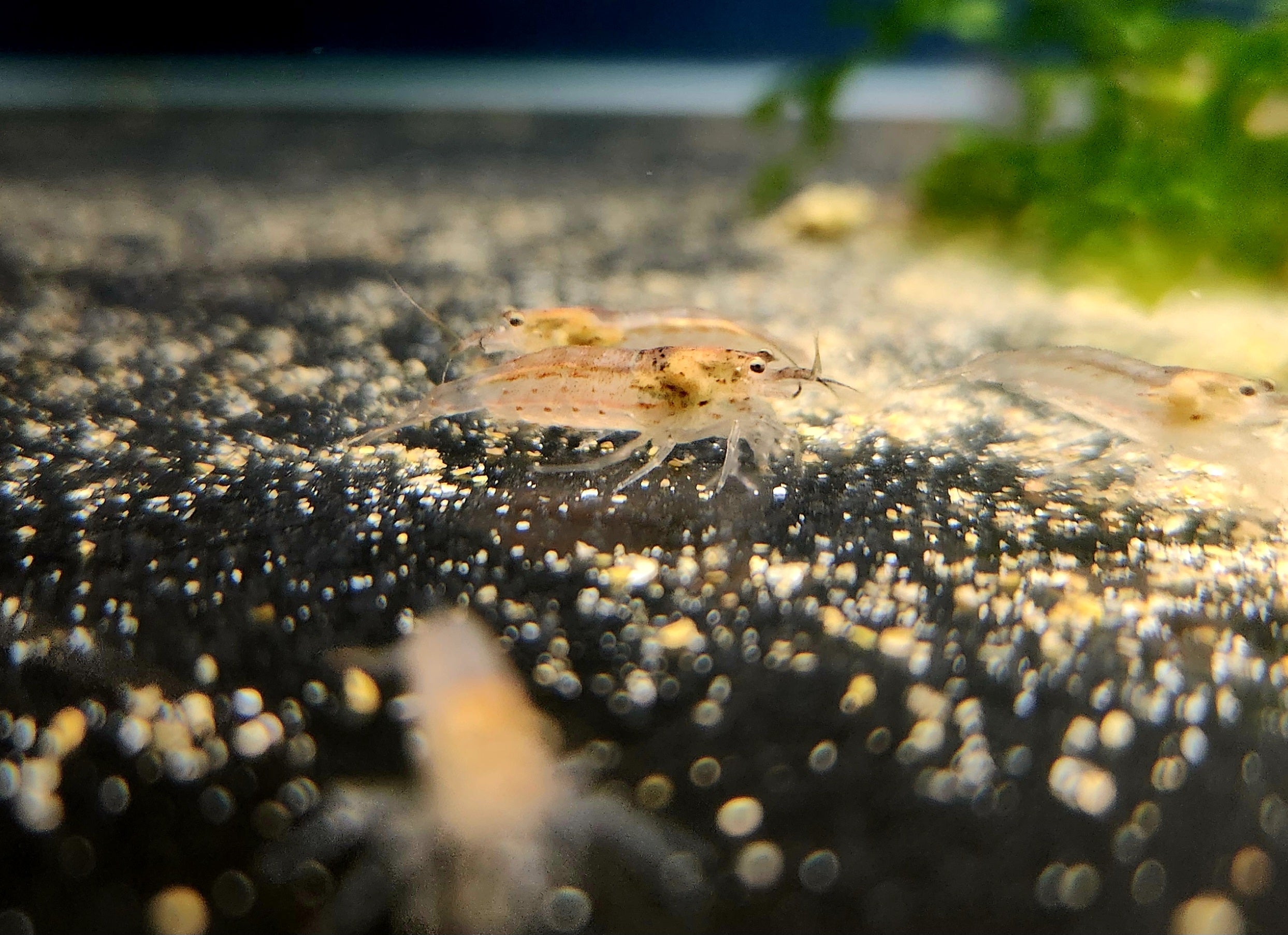 Gold Amano Shrimp (Caridina multidentata)