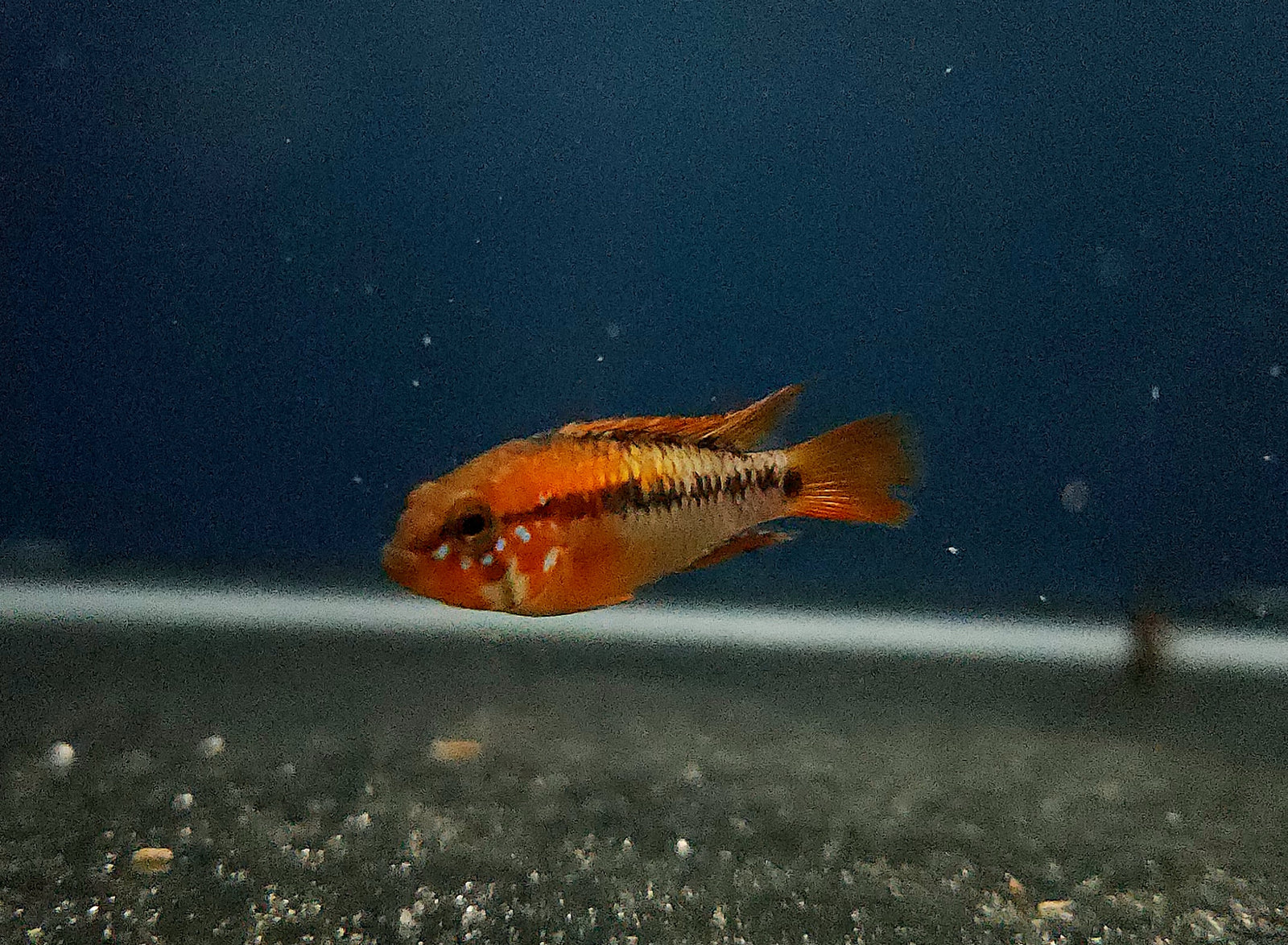 Red Shoulder Apisto (Apistogramma macmasteri) Pair