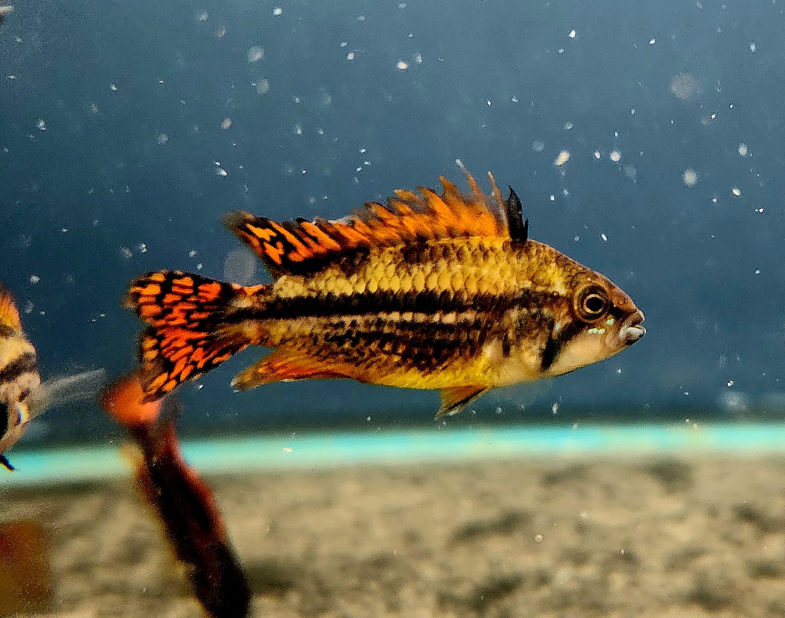 Double Red Apisto (Apistogramma cacatuoides) Pair