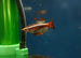 Long Fin Meteor Minnow (Tanichthys albonubes)