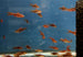 Long Fin Cherry Barb (Puntius titteya)