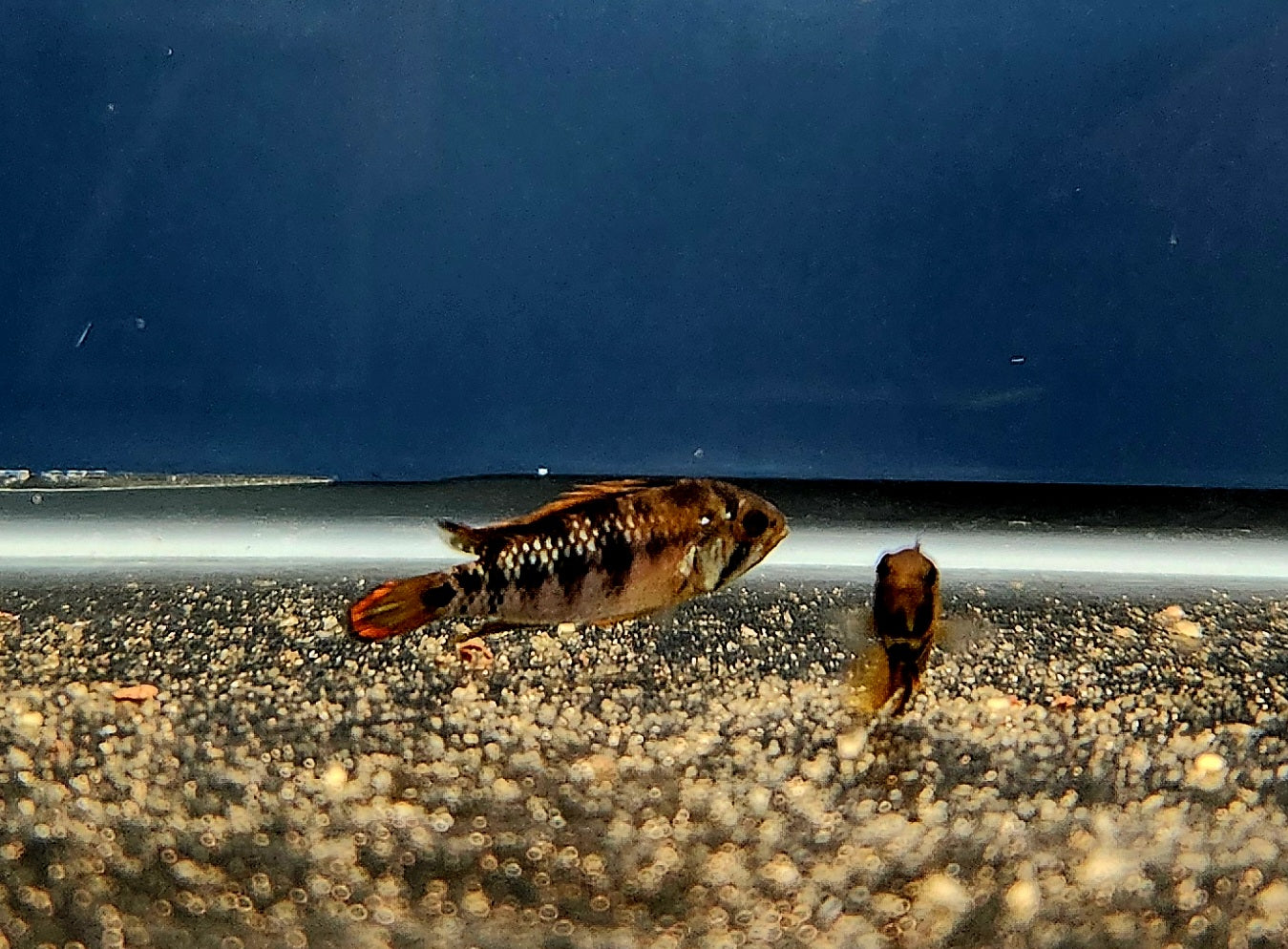 Inka 50 Apisto (Apistogramma baenschi) Pair