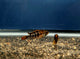 Inka 50 Apisto (Apistogramma baenschi) Pair